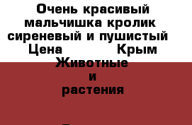 Очень красивый мальчишка кролик, сиреневый и пушистый › Цена ­ 1 000 - Крым Животные и растения » Грызуны и Рептилии   . Крым